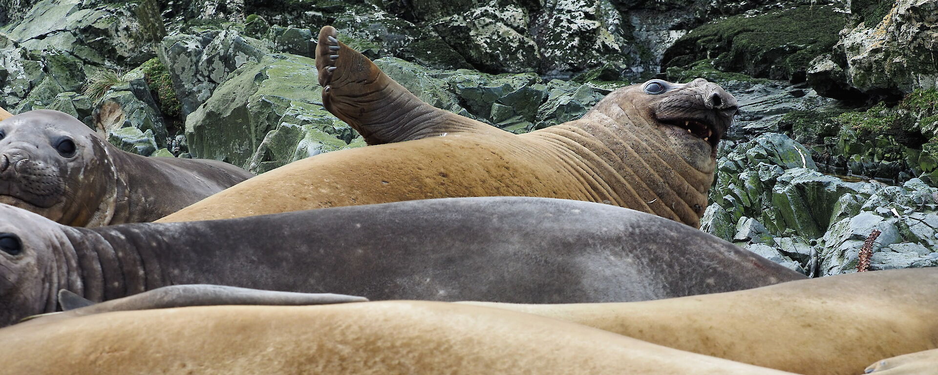 Elephant seals lazing in a row on the rocks.