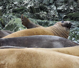 Elephant seals lazing in a row on the rocks.