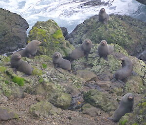 Fur seals hauled out at North Head, lying on the rocks.