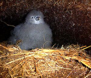Grey Petrel chick in burrow sitting on the nest.