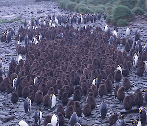 King Penguin chicks in a créche all huddled together.