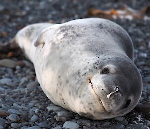 Leopard seal looking directly at the camera laying on the rocks at Green Gorge