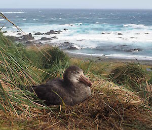 A giant petrel sitting on a nest overlooking the coastline.
