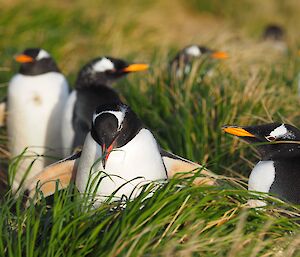 A closeup of gentoo penguins in the vegetation at Davis Point.