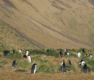 Gentoo penguins from a distance at Davis Point.