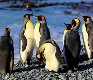 Seven king penguins standing on the rocky beach.