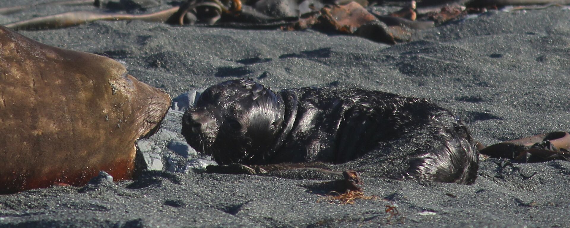 The first baby elephant seal of the season lying on the beach next to its mother.