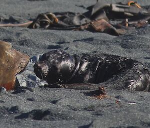 The first baby elephant seal of the season lying on the beach next to its mother.