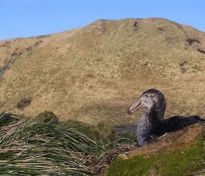 A northern giant petrel nesting in the northern featherbed on Macquarie Island