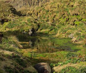 An elephant seal resting among the magic of the Macquarie Island featherbed