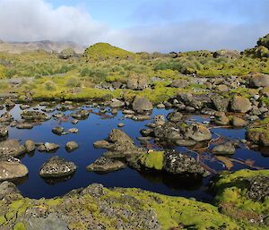 An enchanted pool along the Macquarie Island coast