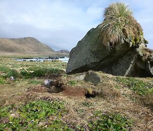 Giant petrels hidden in the green vegetation.