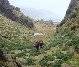 Looking through the labyrinth with two expeditioners walking in the middle on the southern featherbed — Macquarie Island