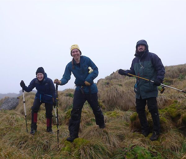 Three expeditioners standing on green tussocks looking for giant petrels.