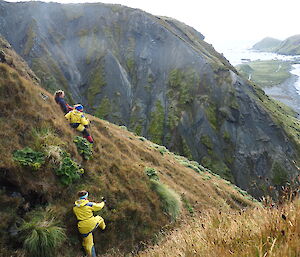 Looking for nests: Wildlife Ranger Penny and Albatross & Giant Petrel Program Research Assistants Mel & Emily hard at work on the slopes of Macquarie Island