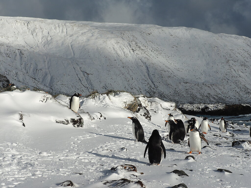 This week at Macquarie Island: 29 September 2017 — Australian Antarctic