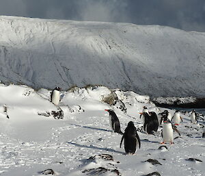 Gentoo penguins enjoying one of the epic snowfalls on Macquarie Island during 2017