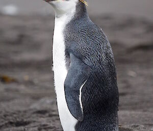 A recently returned royal penguin at Macquarie Island