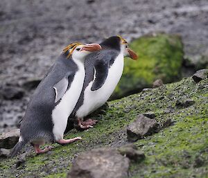 Two royal penguins returning to their colony after spending the winter months foraging at sea