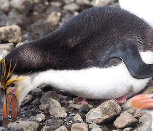 A royal penguin gathering rocks for a nest.