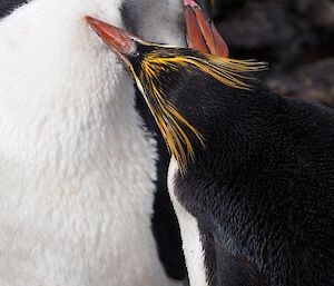 A pair of royal penguins preening.