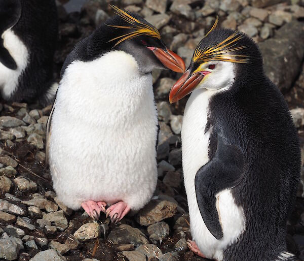 Two royal penguins probably reunited recently — royal penguins generally pair for life