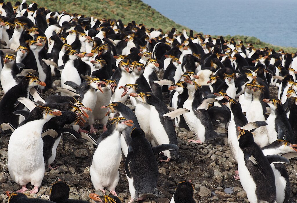 this-week-at-macquarie-island-27-october-2017-australian-antarctic