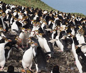 Hundreds of penguins on the hill — there’s always a lot of noise in royal penguin colonies and bickering with neighbours