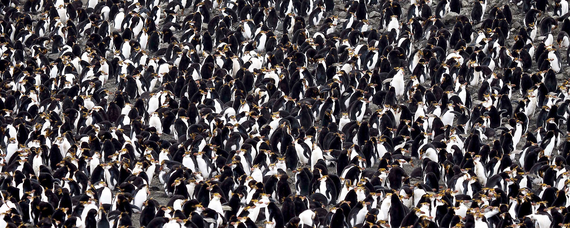 Royal penguin colonies are dense — nests are less than one metre apart