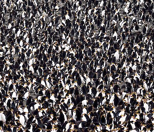 Royal penguin colonies are dense — nests are less than one metre apart