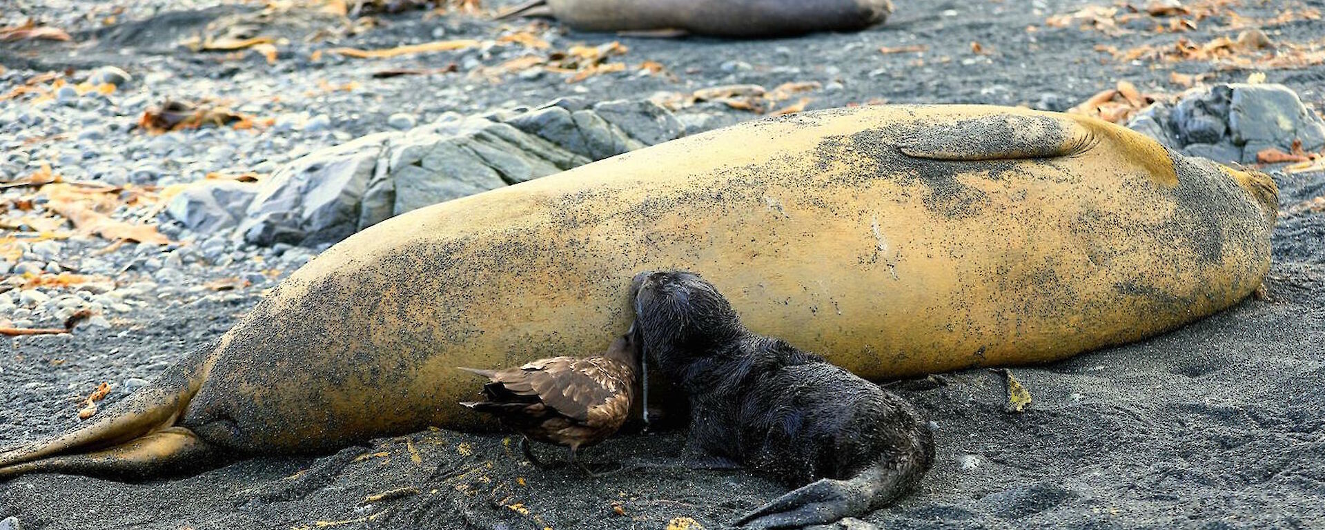 A cheeky skua stealing milk from a seal while the pup is drinking.