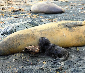 A cheeky skua stealing milk from a seal while the pup is drinking.