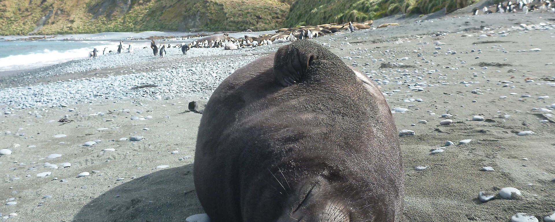 A sleepy weaner having a scratch while lying on the beach.