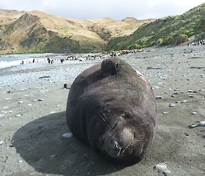 A sleepy weaner having a scratch while lying on the beach.