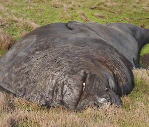 A very large elephant seal having a sleep.