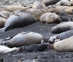 A southern giant petrel pecking a newborn elephant seal pup.