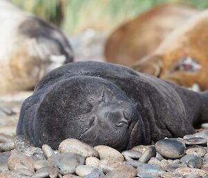 A sleeping elephant seal pup lying near its mother on pebbles.
