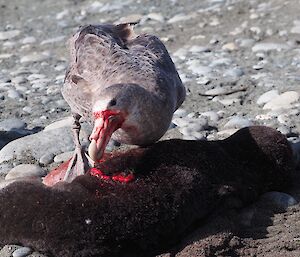 Giant petrels are constantly on the lookout for a meal this one feasting on after birth.