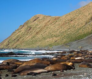 An elephant seal harem on the east coast of Macquarie Island