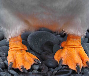 Bright orange gentoo penguin feet standing on rocks.