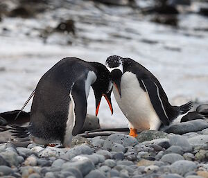 Gentoos bowing to each other at Garden Cove.