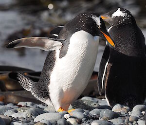 Gentoo penguins at Garden Cove walking on the pebbles.