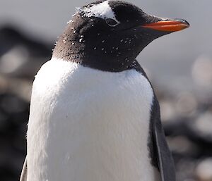 The triangular patch of white head feathers is another distinctive gentoo feature