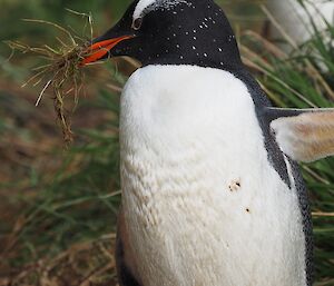 A gentoo collecting their nest material