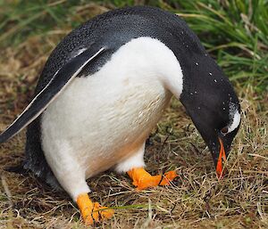 A gentoo collecting nest material.