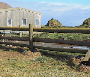 Gentoo nests along the fence surrounding the Bureau of Meterology observation equipment where they are protected from elephant seals