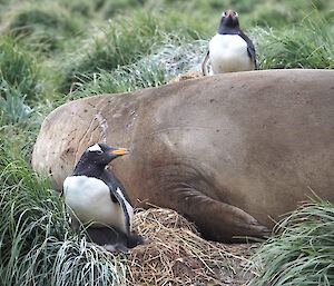 A sleeping elephant seal making the gentoos nesting nearby very nervous