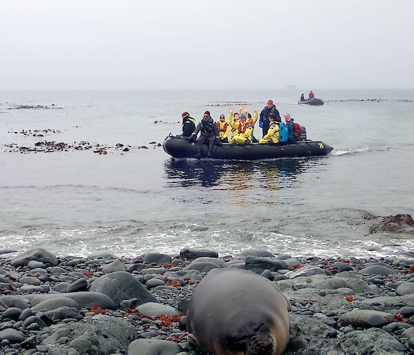 A inflatable boat pulls up onto a rocky shore with an elephant seal laying on the rocks.