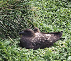 A adult bird and a baby bird resting in a grassy area.