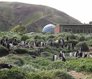 Green tufts of grass with penguins scattered about with a building and a dome in the background.